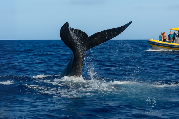 1-Whale-Watching-in-Mirissa-600